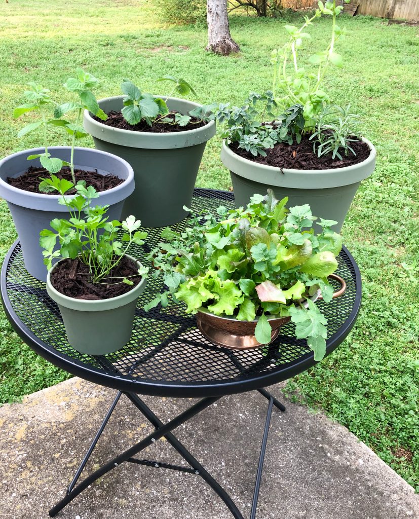 herb garden in pots