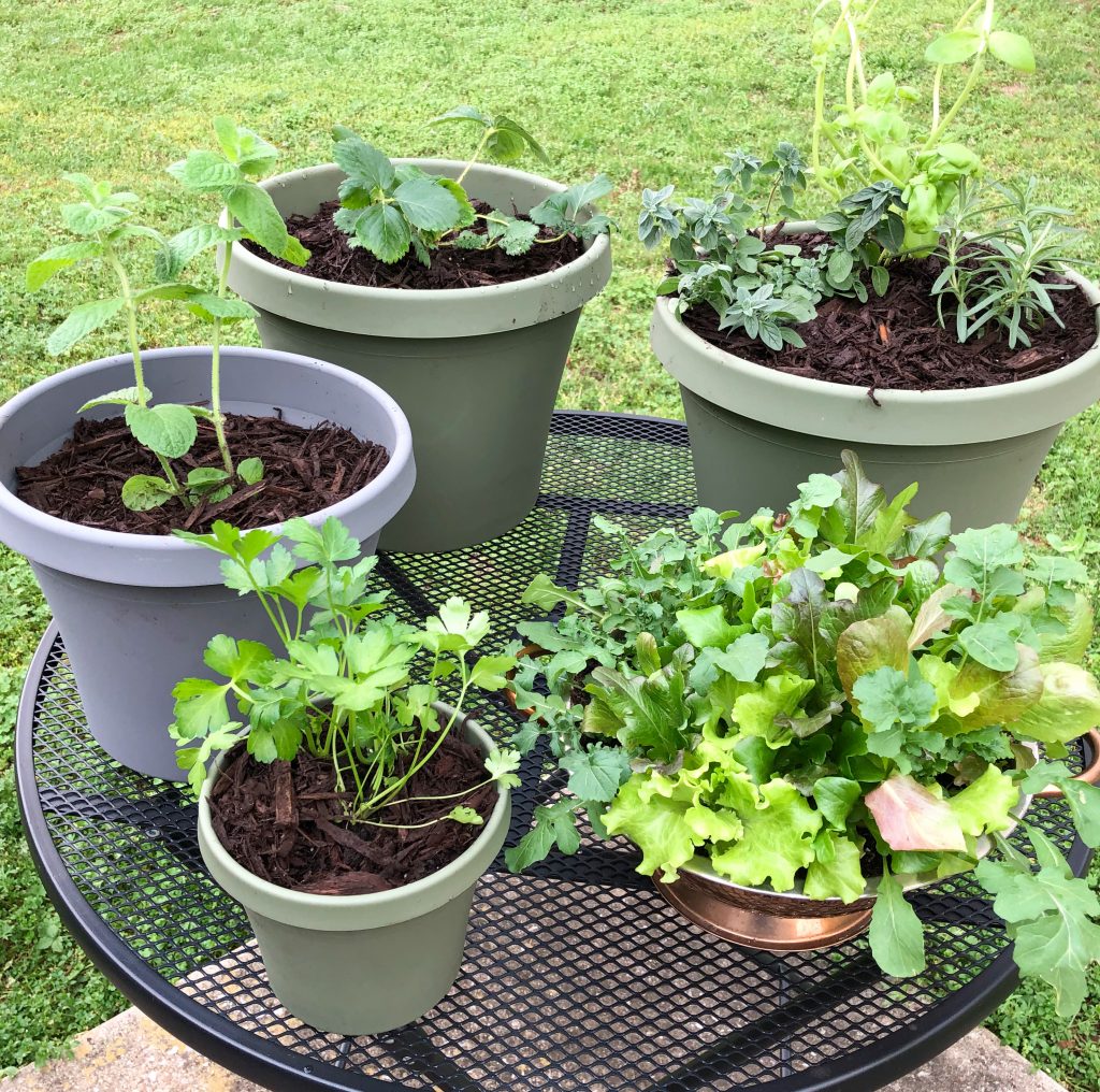 Herb Garden: How to Grow in Pots - Grace in the Grind