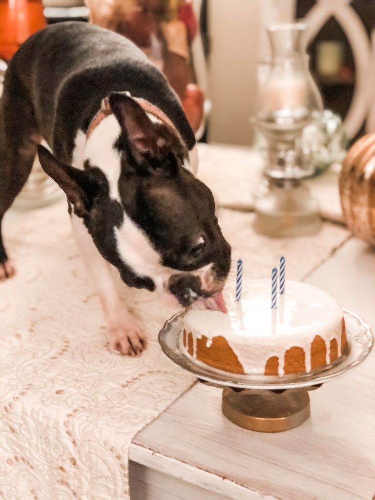 puppy eating a birthday cake